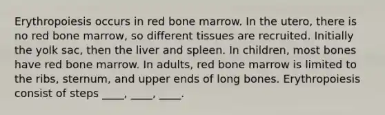 Erythropoiesis occurs in red bone marrow. In the utero, there is no red bone marrow, so different tissues are recruited. Initially the yolk sac, then the liver and spleen. In children, most bones have red bone marrow. In adults, red bone marrow is limited to the ribs, sternum, and upper ends of long bones. Erythropoiesis consist of steps ____, ____, ____.