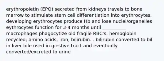 erythropoietin (EPO) secreted from kidneys travels to bone marrow to stimulate stem cell differentiation into erythrocytes. developing erythrocytes produce Hb and lose nuclei/organelles eythrocytes function for 3-4 months until __________ macrophages phagocytize old fragile RBC's. hemoglobin recycled; amino acids, iron, bilirubin... bilirubin converted to bil in liver bile used in giestive tract and eventually converted/excreted to urine