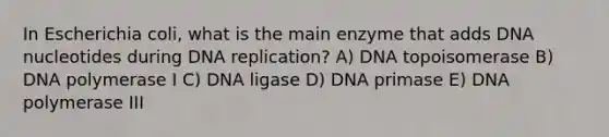 In Escherichia coli, what is the main enzyme that adds DNA nucleotides during DNA replication? A) DNA topoisomerase B) DNA polymerase I C) DNA ligase D) DNA primase E) DNA polymerase III