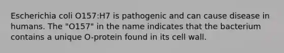 Escherichia coli O157:H7 is pathogenic and can cause disease in humans. The "O157" in the name indicates that the bacterium contains a unique O-protein found in its cell wall.