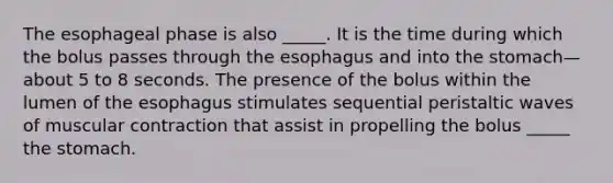 The esophageal phase is also _____. It is the time during which the bolus passes through <a href='https://www.questionai.com/knowledge/kSjVhaa9qF-the-esophagus' class='anchor-knowledge'>the esophagus</a> and into <a href='https://www.questionai.com/knowledge/kLccSGjkt8-the-stomach' class='anchor-knowledge'>the stomach</a>—about 5 to 8 seconds. The presence of the bolus within the lumen of the esophagus stimulates sequential peristaltic waves of muscular contraction that assist in propelling the bolus _____ the stomach.