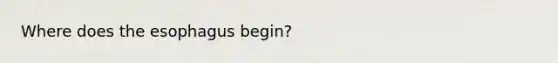 Where does the esophagus begin?