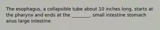 The esophagus, a collapsible tube about 10 inches long, starts at the pharynx and ends at the ________. small intestine stomach anus large intestine