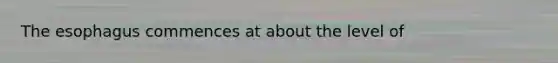 The esophagus commences at about the level of
