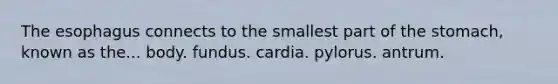 The esophagus connects to the smallest part of the stomach, known as the... body. fundus. cardia. pylorus. antrum.