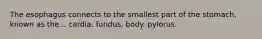 The esophagus connects to the smallest part of the stomach, known as the... cardia. fundus. body. pylorus.