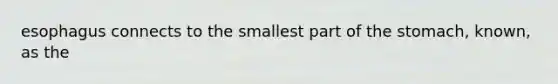 esophagus connects to the smallest part of the stomach, known, as the