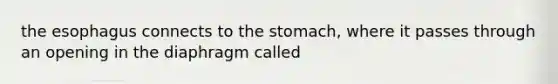 the esophagus connects to the stomach, where it passes through an opening in the diaphragm called