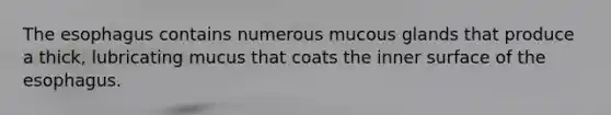 The esophagus contains numerous mucous glands that produce a thick, lubricating mucus that coats the inner surface of the esophagus.