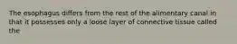 The esophagus differs from the rest of the alimentary canal in that it possesses only a loose layer of connective tissue called the