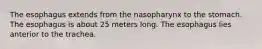 The esophagus extends from the nasopharynx to the stomach. The esophagus is about 25 meters long. The esophagus lies anterior to the trachea.