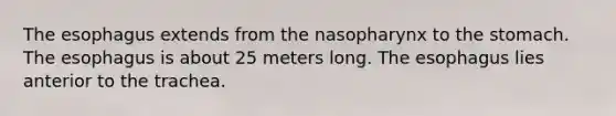 <a href='https://www.questionai.com/knowledge/kSjVhaa9qF-the-esophagus' class='anchor-knowledge'>the esophagus</a> extends from the nasopharynx to <a href='https://www.questionai.com/knowledge/kLccSGjkt8-the-stomach' class='anchor-knowledge'>the stomach</a>. The esophagus is about 25 meters long. The esophagus lies anterior to the trachea.