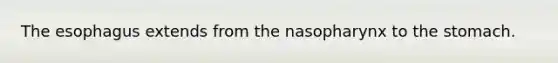 The esophagus extends from the nasopharynx to the stomach.