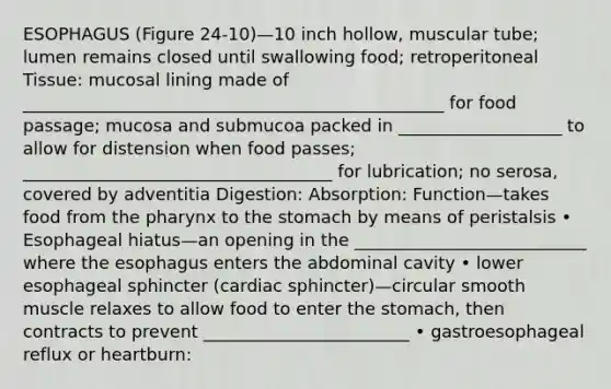 ESOPHAGUS (Figure 24-10)—10 inch hollow, muscular tube; lumen remains closed until swallowing food; retroperitoneal Tissue: mucosal lining made of _________________________________________________ for food passage; mucosa and submucoa packed in ___________________ to allow for distension when food passes; ____________________________________ for lubrication; no serosa, covered by adventitia Digestion: Absorption: Function—takes food from the pharynx to the stomach by means of peristalsis • Esophageal hiatus—an opening in the ___________________________ where the esophagus enters the abdominal cavity • lower esophageal sphincter (cardiac sphincter)—circular smooth muscle relaxes to allow food to enter the stomach, then contracts to prevent ________________________ • gastroesophageal reflux or heartburn: