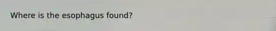 Where is the esophagus found?