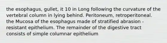 the esophagus, gullet, it 10 in Long following the curvature of the vertebral column in lying behind. Peritoneum, retroperitoneal. the Mucosa of the esophagus made of stratified abrasion -resistant epithelium. The remainder of the digestive tract consists of simple columnar epithelium