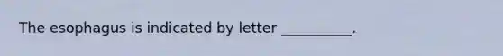 The esophagus is indicated by letter __________.