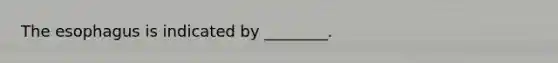 <a href='https://www.questionai.com/knowledge/kSjVhaa9qF-the-esophagus' class='anchor-knowledge'>the esophagus</a> is indicated by ________.