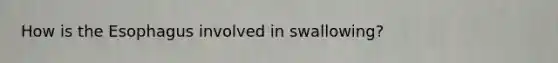 How is the Esophagus involved in swallowing?