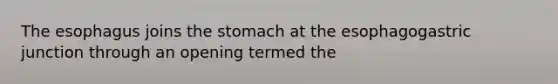 The esophagus joins the stomach at the esophagogastric junction through an opening termed the