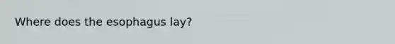 Where does the esophagus lay?