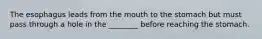 The esophagus leads from the mouth to the stomach but must pass through a hole in the ________ before reaching the stomach.