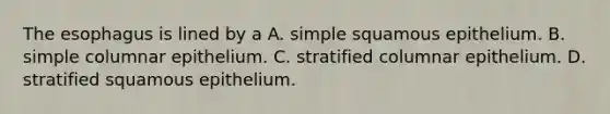 The esophagus is lined by a A. simple squamous epithelium. B. simple columnar epithelium. C. stratified columnar epithelium. D. stratified squamous epithelium.