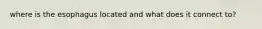 where is the esophagus located and what does it connect to?