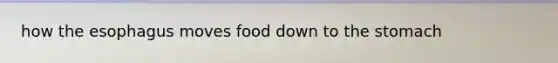 how the esophagus moves food down to the stomach
