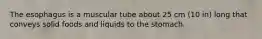 The esophagus is a muscular tube about 25 cm (10 in) long that conveys solid foods and liquids to the stomach.
