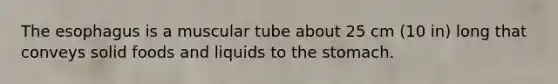 The esophagus is a muscular tube about 25 cm (10 in) long that conveys solid foods and liquids to the stomach.