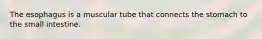 The esophagus is a muscular tube that connects the stomach to the small intestine.