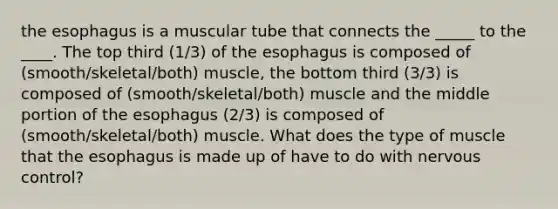 the esophagus is a muscular tube that connects the _____ to the ____. The top third (1/3) of the esophagus is composed of (smooth/skeletal/both) muscle, the bottom third (3/3) is composed of (smooth/skeletal/both) muscle and the middle portion of the esophagus (2/3) is composed of (smooth/skeletal/both) muscle. What does the type of muscle that the esophagus is made up of have to do with nervous control?