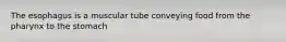 The esophagus is a muscular tube conveying food from the pharynx to the stomach