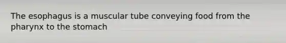 The esophagus is a muscular tube conveying food from the pharynx to the stomach