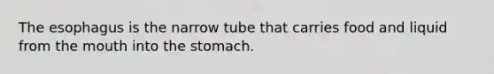 The esophagus is the narrow tube that carries food and liquid from the mouth into the stomach.