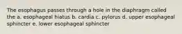 The esophagus passes through a hole in the diaphragm called the a. esophageal hiatus b. cardia c. pylorus d. upper esophageal sphincter e. lower esophageal sphincter