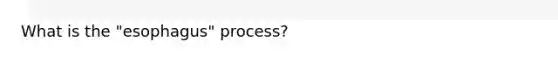 What is the "esophagus" process?