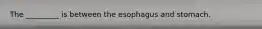 The _________ is between the esophagus and stomach.