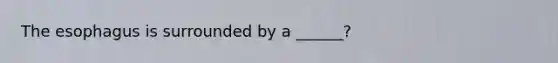 The esophagus is surrounded by a ______?