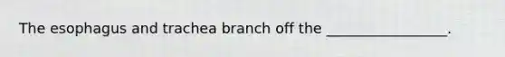 The esophagus and trachea branch off the _________________.