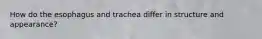 How do the esophagus and trachea differ in structure and appearance?