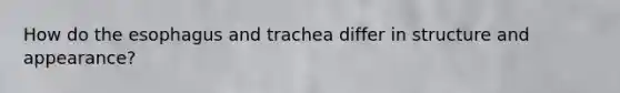 How do the esophagus and trachea differ in structure and appearance?