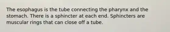 <a href='https://www.questionai.com/knowledge/kSjVhaa9qF-the-esophagus' class='anchor-knowledge'>the esophagus</a> is the tube connecting <a href='https://www.questionai.com/knowledge/ktW97n6hGJ-the-pharynx' class='anchor-knowledge'>the pharynx</a> and <a href='https://www.questionai.com/knowledge/kLccSGjkt8-the-stomach' class='anchor-knowledge'>the stomach</a>. There is a sphincter at each end. Sphincters are muscular rings that can close off a tube.