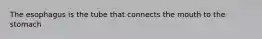 The esophagus is the tube that connects the mouth to the stomach