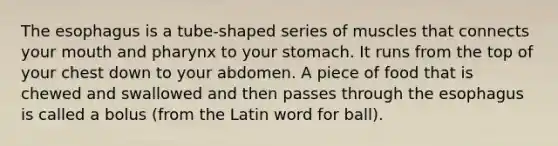 The esophagus is a tube-shaped series of muscles that connects your mouth and pharynx to your stomach. It runs from the top of your chest down to your abdomen. A piece of food that is chewed and swallowed and then passes through the esophagus is called a bolus (from the Latin word for ball).