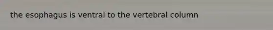 the esophagus is ventral to the vertebral column