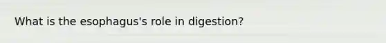 What is the esophagus's role in digestion?