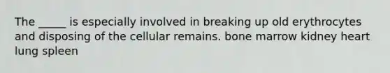 The _____ is especially involved in breaking up old erythrocytes and disposing of the cellular remains. bone marrow kidney heart lung spleen