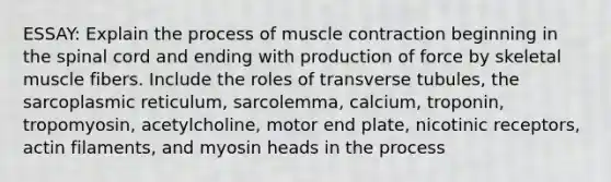 ESSAY: Explain the process of muscle contraction beginning in the spinal cord and ending with production of force by skeletal muscle fibers. Include the roles of transverse tubules, the sarcoplasmic reticulum, sarcolemma, calcium, troponin, tropomyosin, acetylcholine, motor end plate, nicotinic receptors, actin filaments, and myosin heads in the process